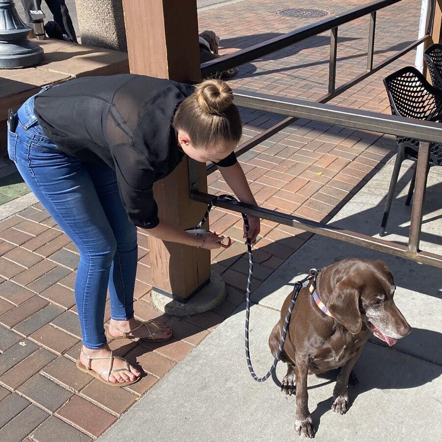 Fido Pro Tag Leash Black