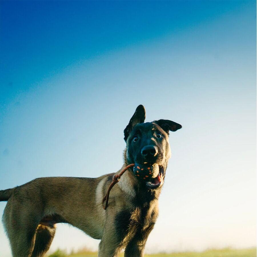 Non-stop Dogwear Dog Ball On Rope