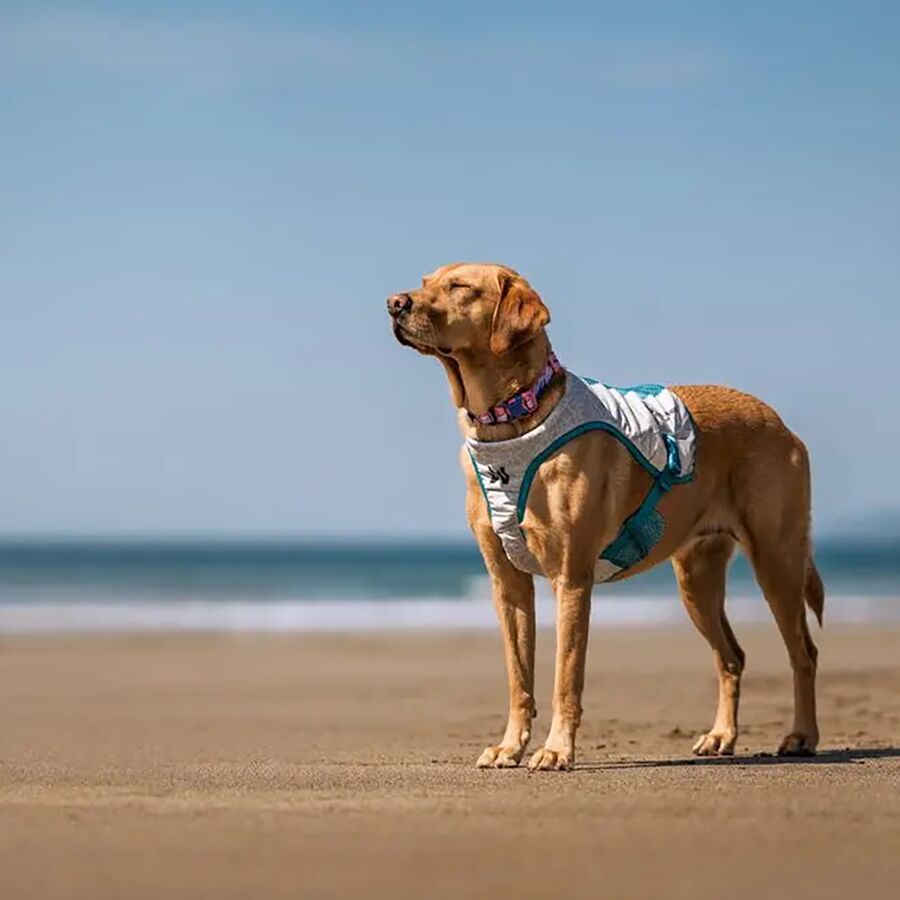 Non-stop Dogwear Cooling Vest Lightgray/Teal