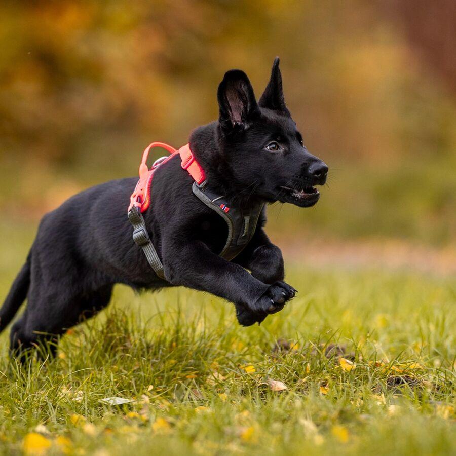 Non-stop Dogwear Ramble Harness Black/Orange