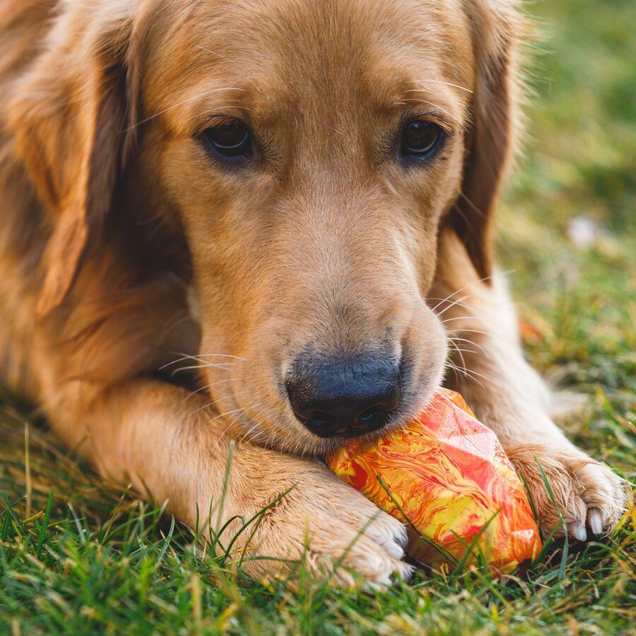 Ruffwear Gnawt-A-Cone Salamander Orange
