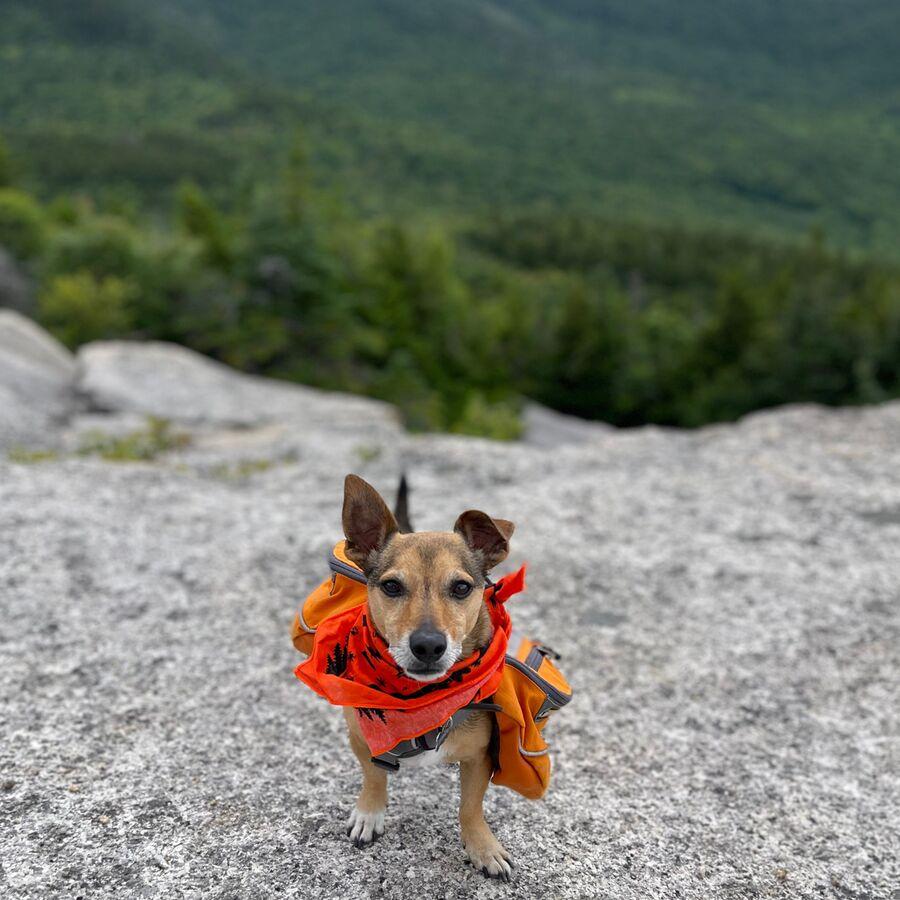 Ben's Dog Bandana With Insect Shield One Color